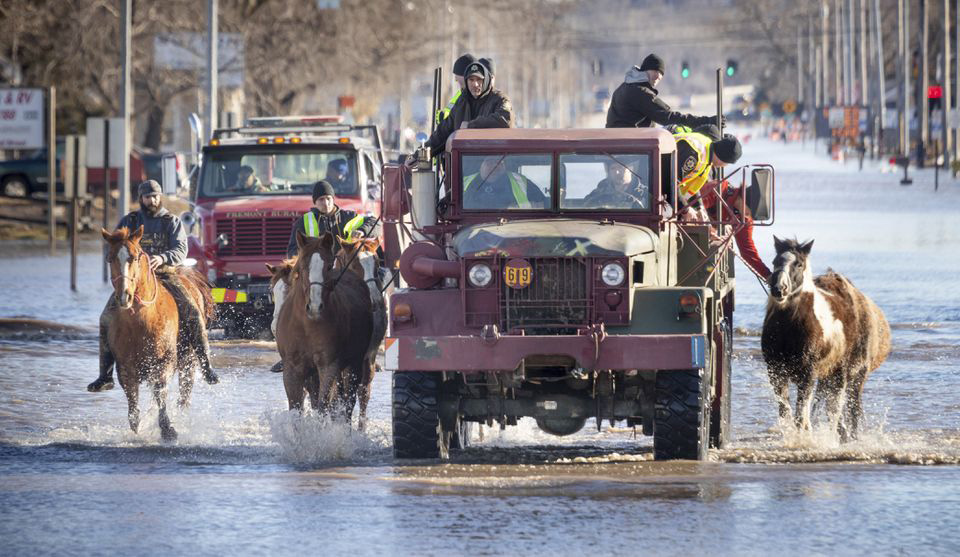 truck and horses in water