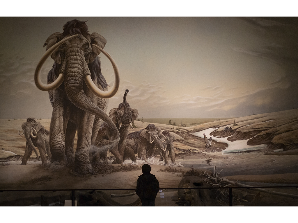 child looking at mammoth mural