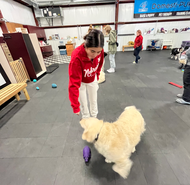 PRSSA member Valeria Uribe plays fetch with a dog at a Domesti-PUPS Saturday play group event.