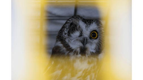 Silene the Saw-whet Owl sits in their bird hospital after losing an eye on Saturday, February 21, 2026, in Elmwood, Nebraska. Betsy Finch, 79, from Elmwood, Nebraska explains that this Saw-whet Owl is used to the camera because Silene is taken out in public.