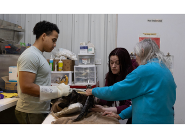 As Marcus McCaskill, 22, from Omaha Nebraska, Devon Bands, 29, from Tucson Arizona and Betsy Finch, 79, from Elmwood Nebraska examine the Bald Eagle, the realization sets in that the Bald Eagle’s injury is a death sentence. The Bald Eagle has a fractured wing that is infected and too high in the wing to amputate. The team battles with this thought as the Bald Eagle lays in front of them on Saturday, February 21, 2026, in Elmwood, Nebraska. (Photo by Makayla Maxson)