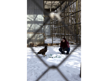 Devon Bands, 29, from Tucson Arizona leads down to reason with a Golden Eagle as she tries to help the Golden Eagle become accustomed to human interaction on Saturday, February 21, 2026, in Elmwood, Nebraska. The Raptor Conservation Alliance calls this bird their “puppy dog” as the Golden Eagle runs through the snow to greet us as we approached. (Photo by Makayla Maxson)