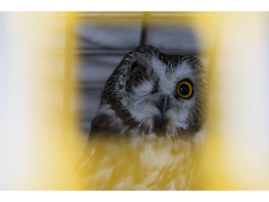 Silene the Saw-whet Owl sits in their bird hospital after losing an eye on Saturday, February 21, 2026, in Elmwood, Nebraska. Betsy Finch, 79, from Elmwood, Nebraska explains that this Saw-whet Owl is used to the camera because Silene is taken out in public. (Photo by Makayla Maxson)