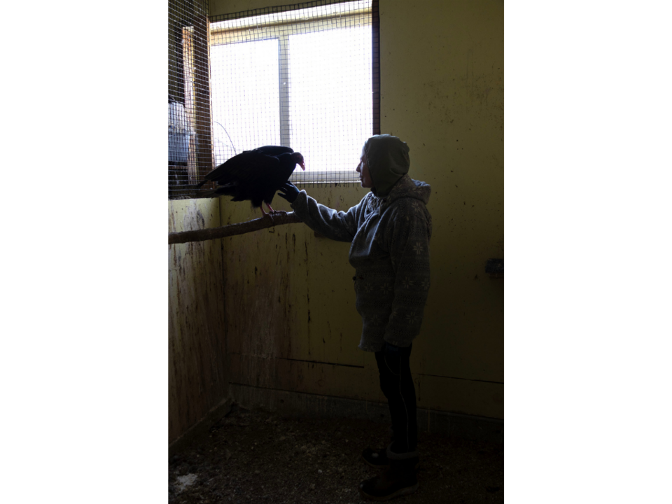 Betsy Finch, 79, from Elmwood Nebraska enters the Turkey Vulture’s room to console him as Betsy gives a tour of their facilities at the Raptor Conservation Alliance in Elmwood, Nebraska on Saturday, February 21, 2026. Betsy, the director of the Raptor Conservation Alliance, and her team aid birds to health and release them back into the wild when the birds are ready. The Raptor Conservation Alliance is a completely volunteer run organization, “I would rather the money go to the birds” Betsy said. (Photo by 