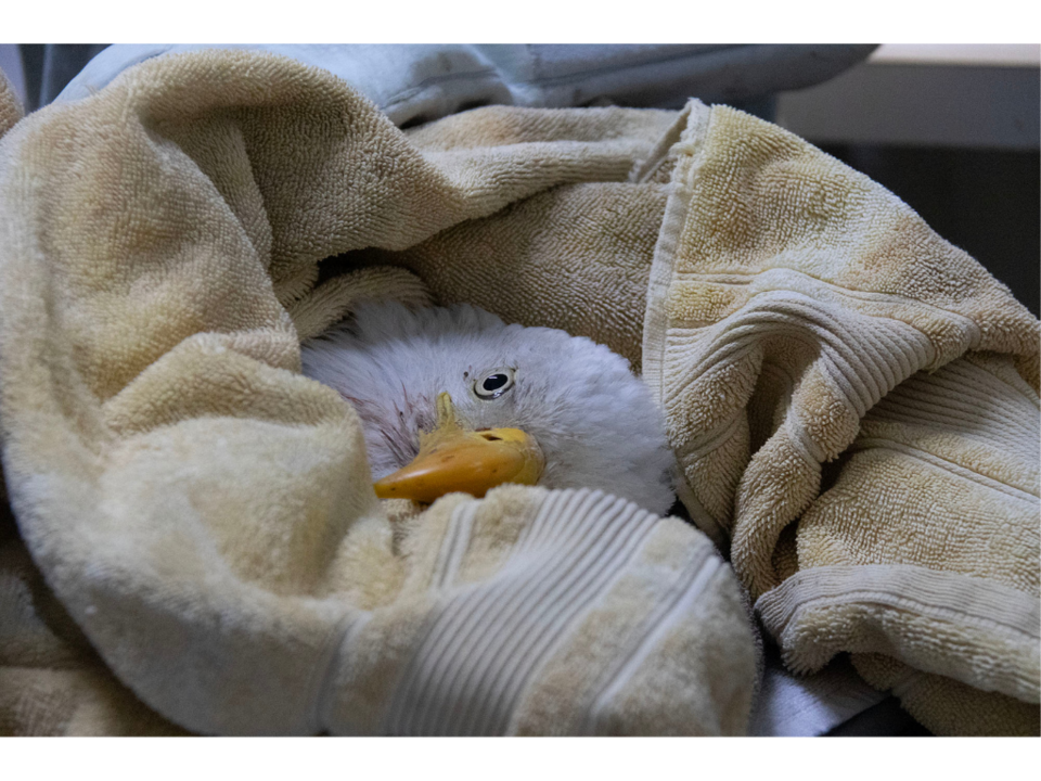 A Bald Eagle, under five years of age, lays helplessly as the Raptor Conservation Alliance examines the Bald Eagle’s hurt wing on Saturday, February 21, 2026, in Elmwood, Nebraska. (Photo by Makayla Maxson)